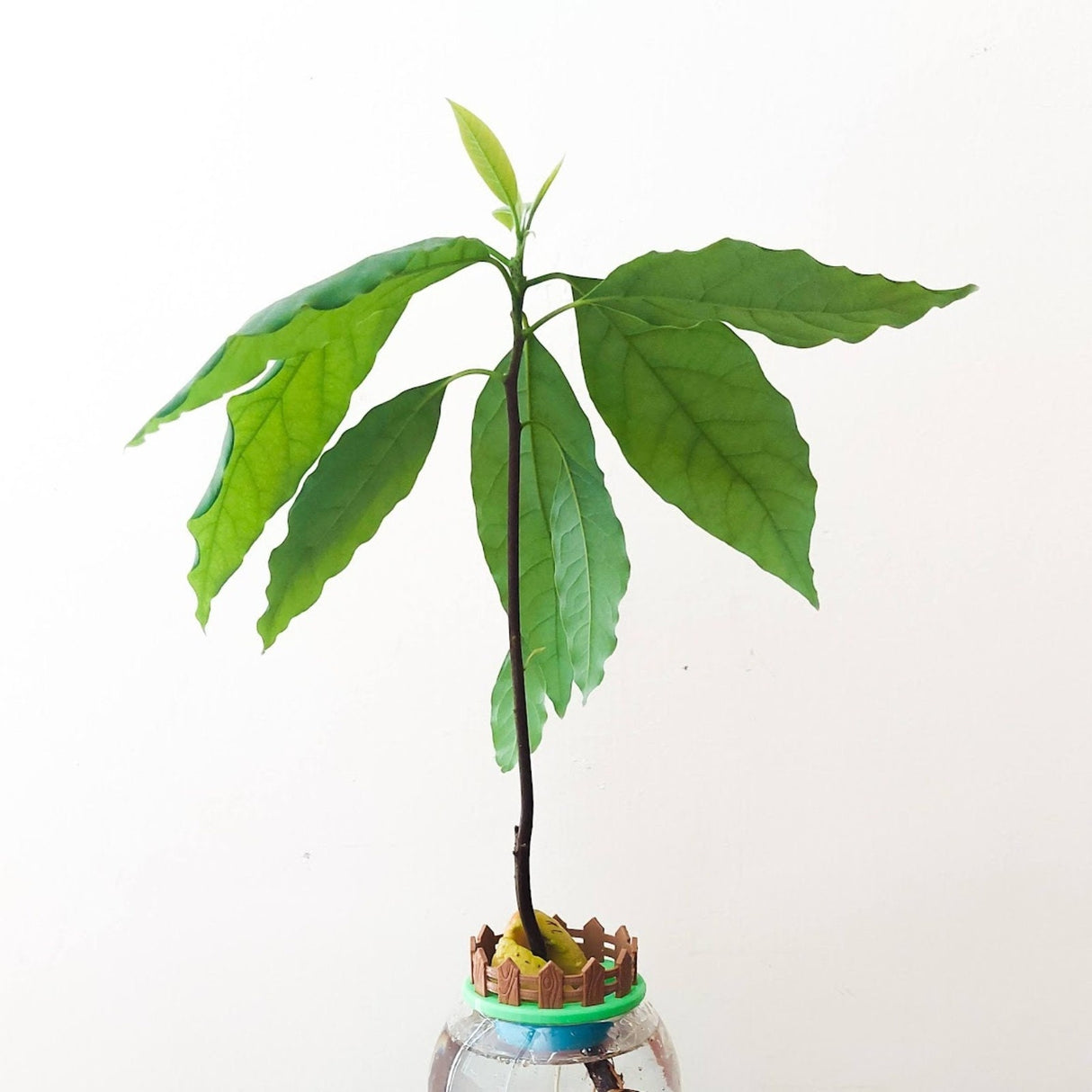 TWO EYF Design Mini Avocado Garden | Avocado Seed Boat | Avocado Seed Sprouter | Avocado Seed Planter - LV3DPrinting