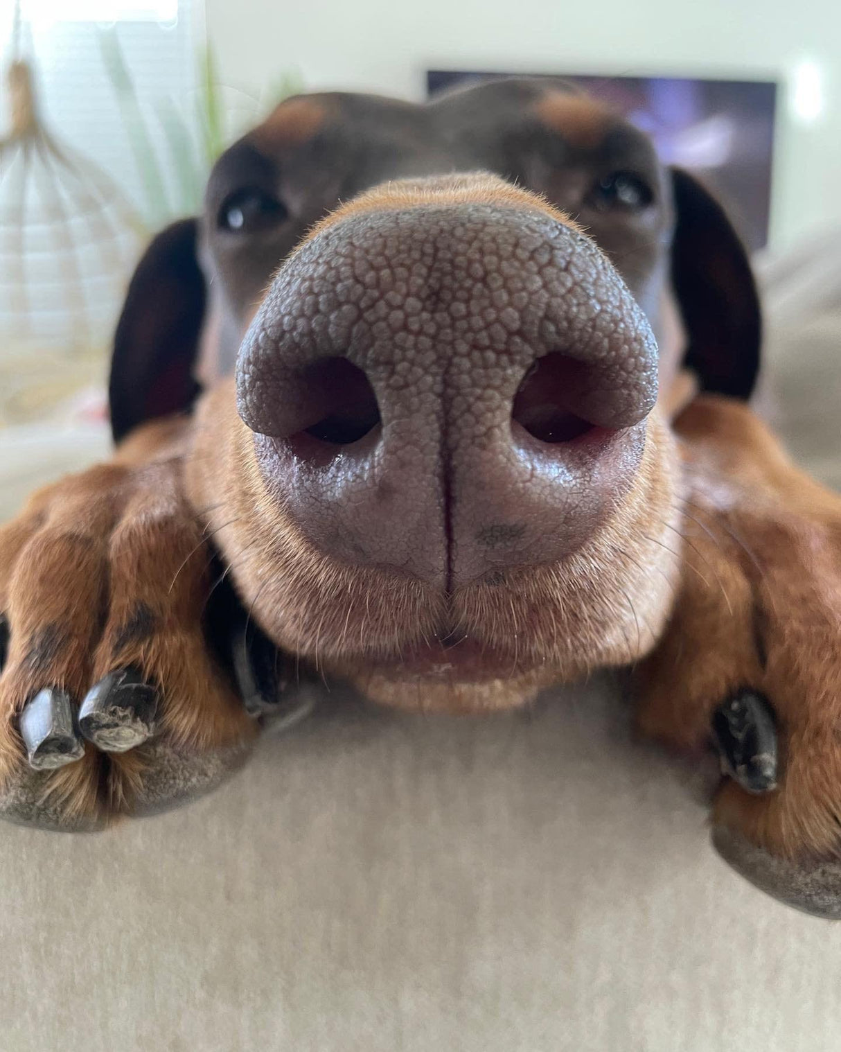 Custom Pet Memorial Vase All Breeds Options (Cats & Dogs) for Dinner Table, Party, Living Room, Bedroom - LV3DPrinting