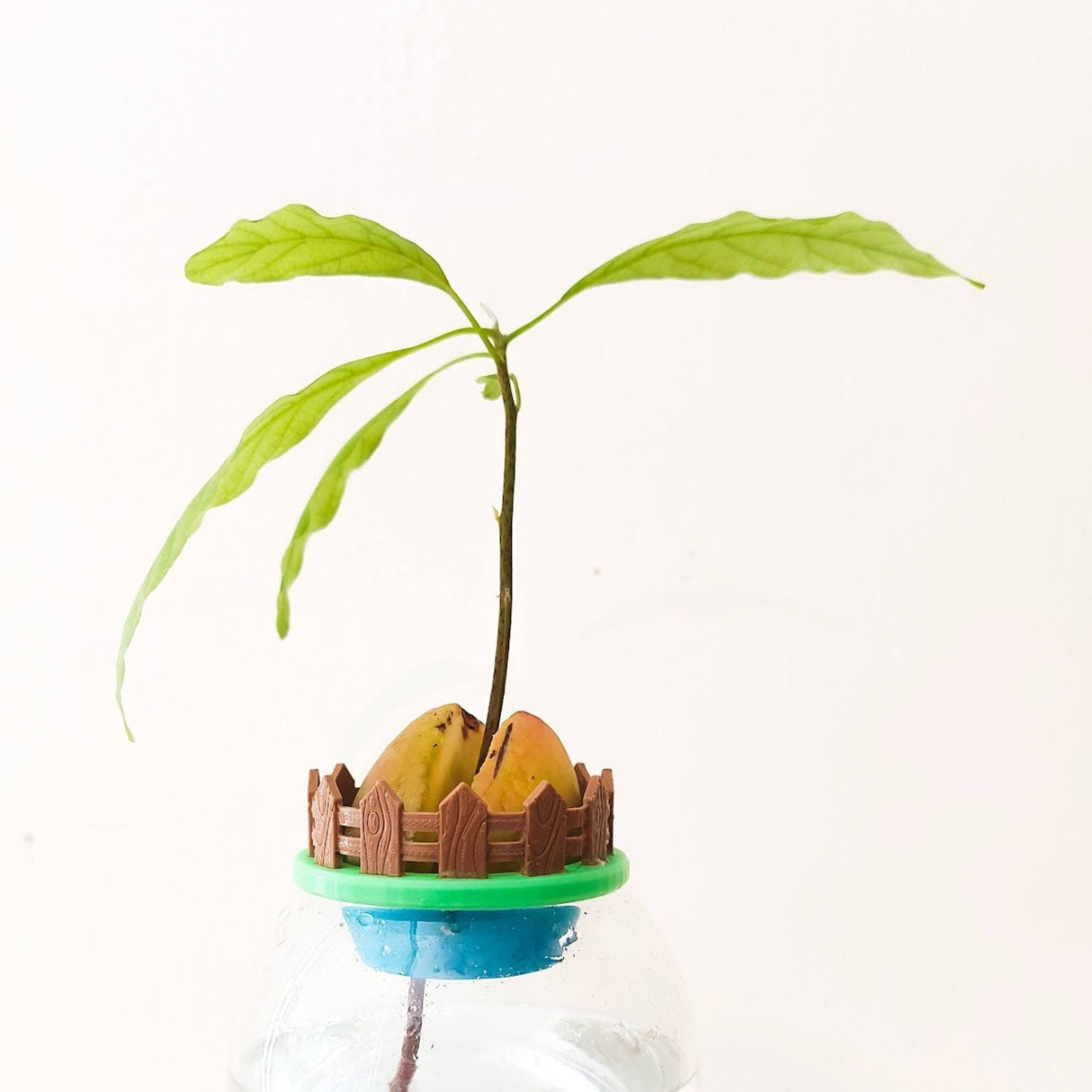 TWO EYF Design Mini Avocado Garden | Avocado Seed Boat | Avocado Seed Sprouter | Avocado Seed Planter - LV3DPrinting