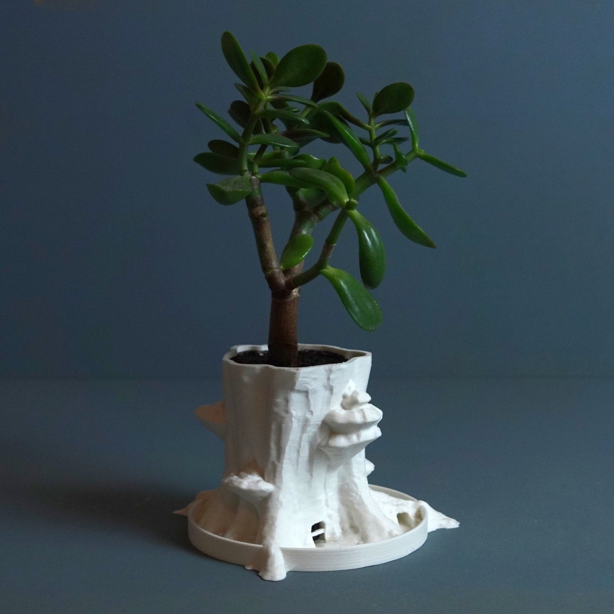 Gazzaladra Sylvatica Tree Planter Decor for Dinner Table, Party, Living Room, Bedroom - LV3DPrinting