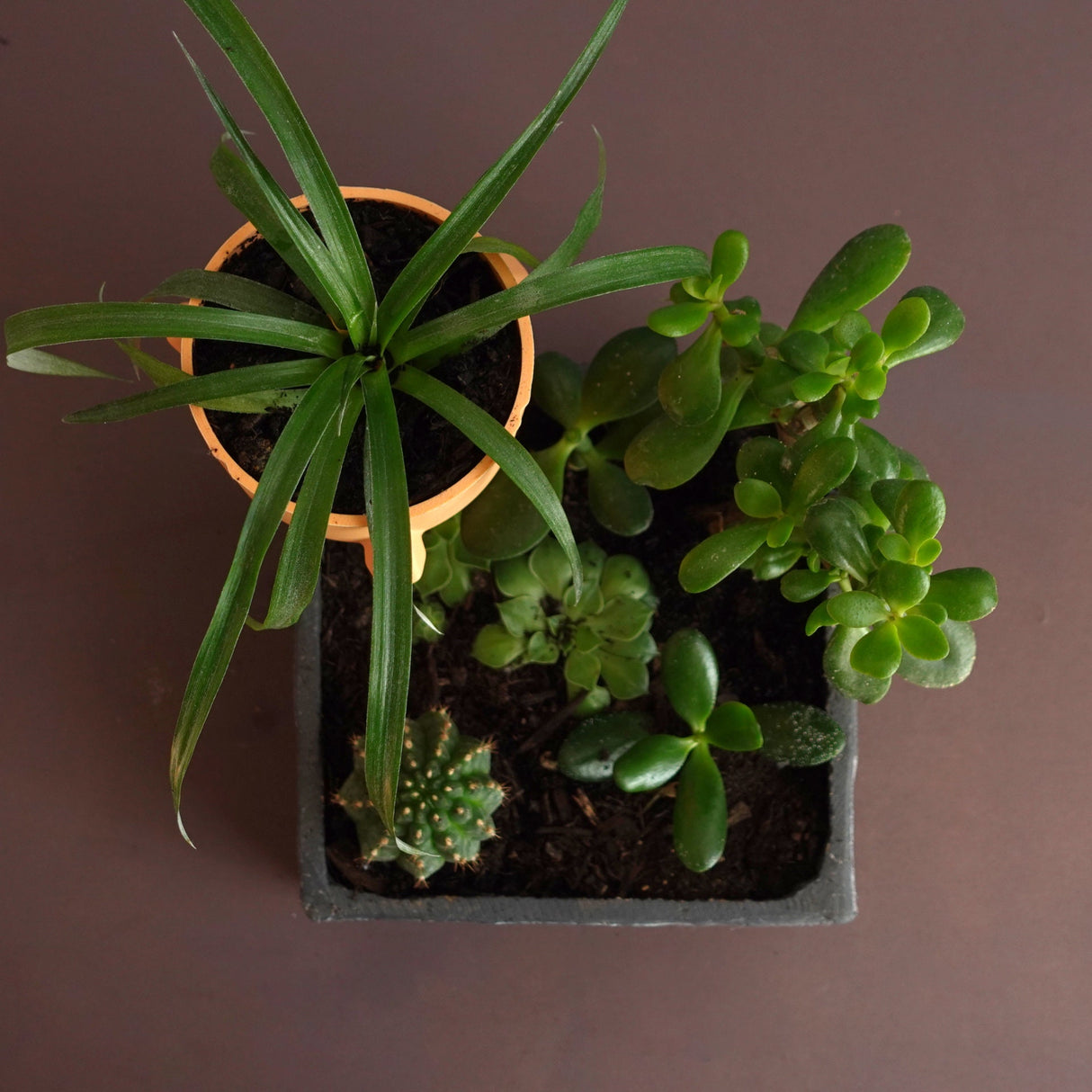 Gazzaladra Elevated Pot & Garden Planter Decor for Dinner Table, Party, Living Room, Bedroom - LV3DPrinting