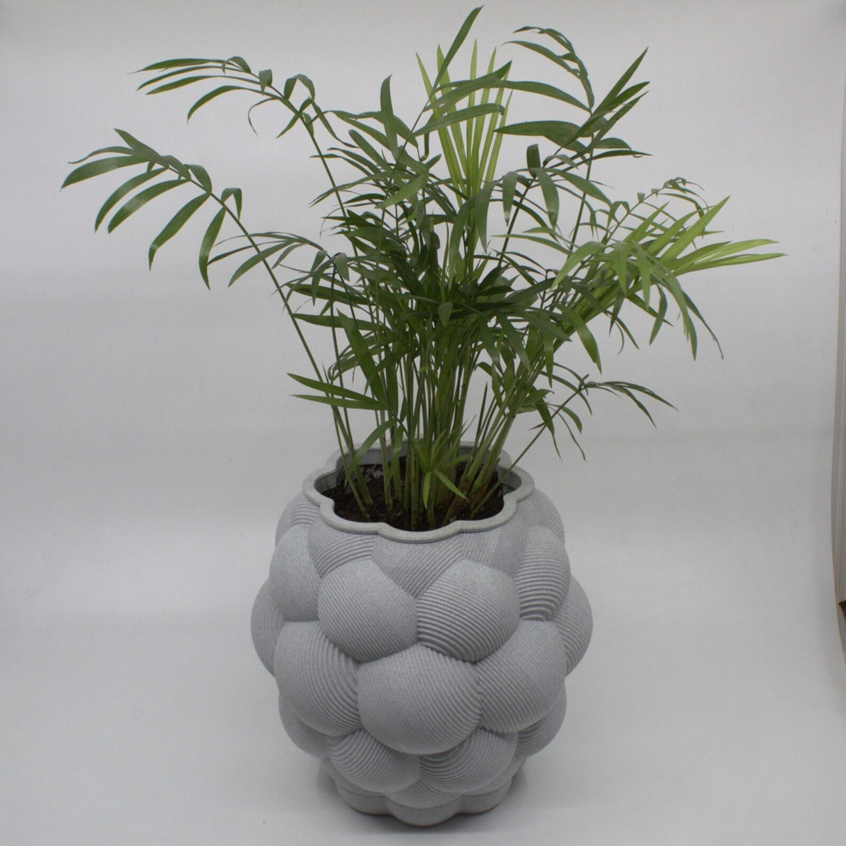3DPPA Apo Mali Planter Decor for Dinner Table, Party, Living Room, Bedroom - LV3DPrinting