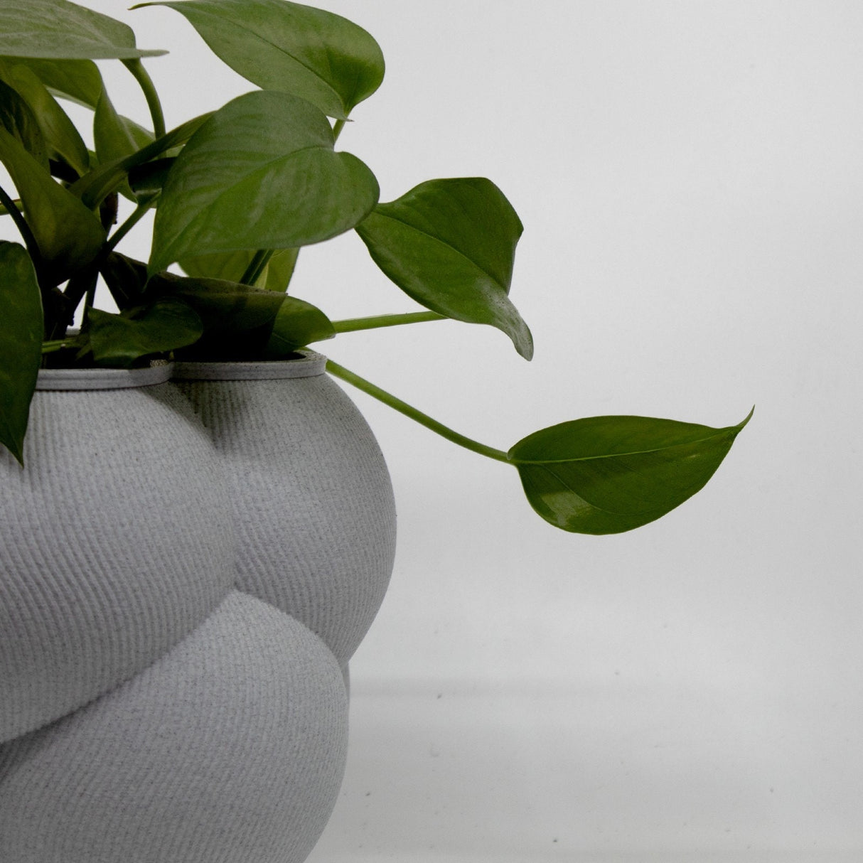 3DPPA Bubble Cloud Planter Decor for Dinner Table, Party, Living Room, Bedroom - LV3DPrinting