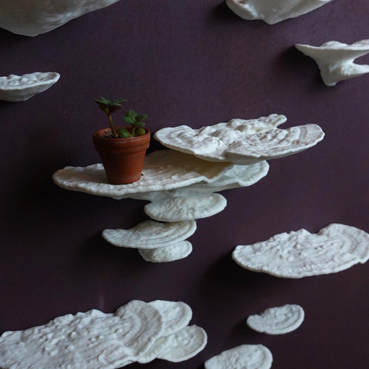 Gazzaladra Mushroom Shelf Trametes Pubescens - LV3DPrinting