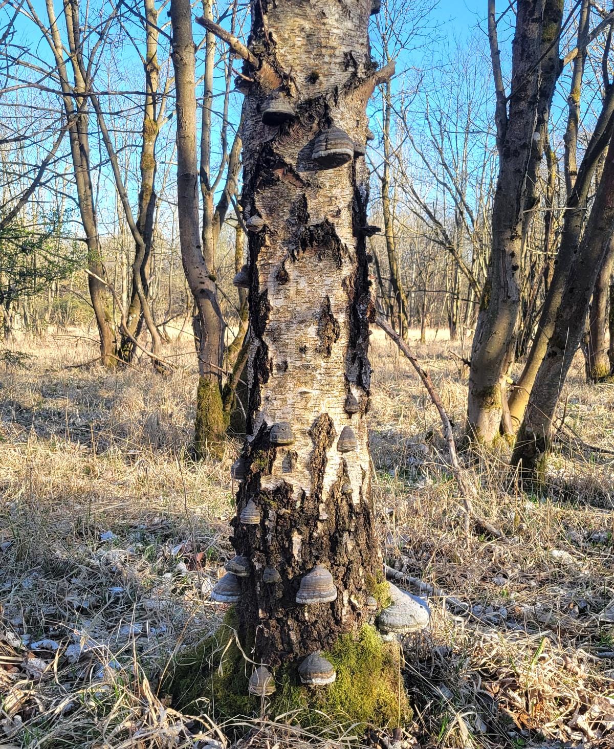 Gazzaladra Betula Pendula Tree Trunk Vase, Realistic Birch Vase with Tinder Mushrooms, Nature Inspired Sculptural Home Decor - LV3DPrinting