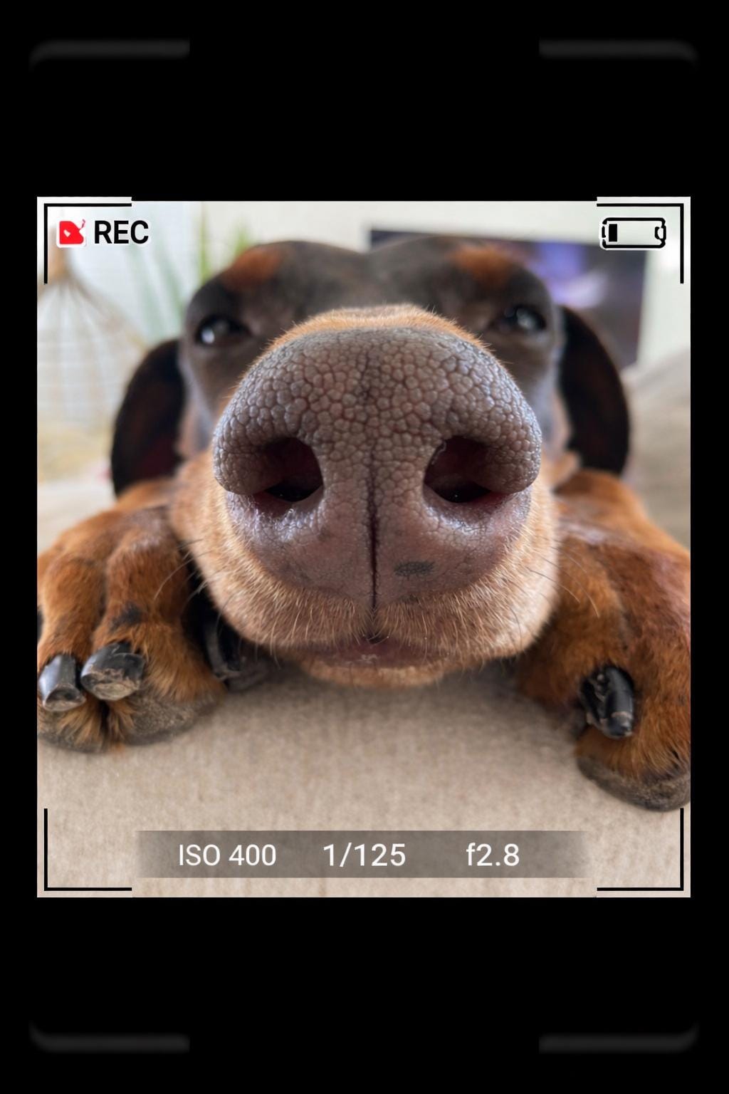 LV 3D Custom Pet Head Vase | Personalized Dog or Cat Planter | 3D Printed Pet Decor | Fun Animal Gift | Home Decor - LV3DPrinting