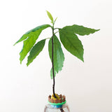 TWO EYF Design Mini Avocado Garden | Avocado Seed Boat | Avocado Seed Sprouter | Avocado Seed Planter