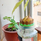TWO EYF Design Mini Avocado Garden | Avocado Seed Boat | Avocado Seed Sprouter | Avocado Seed Planter