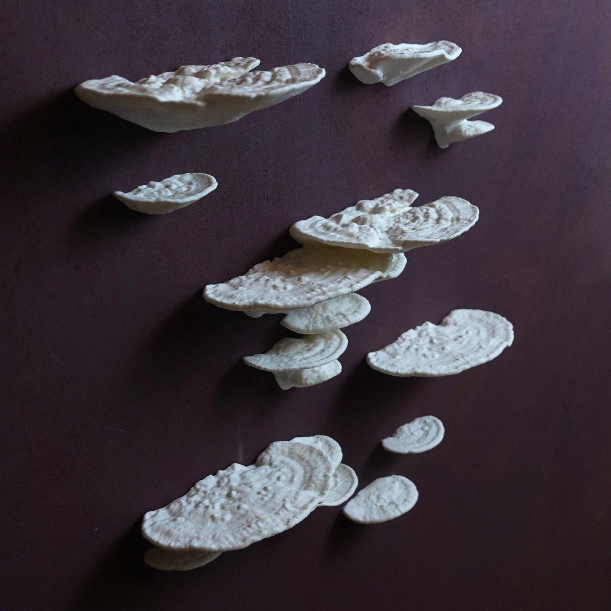 Gazzaladra Mushroom Shelf Trametes Pubescens