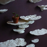 Gazzaladra Mushroom Shelf Trametes Pubescens