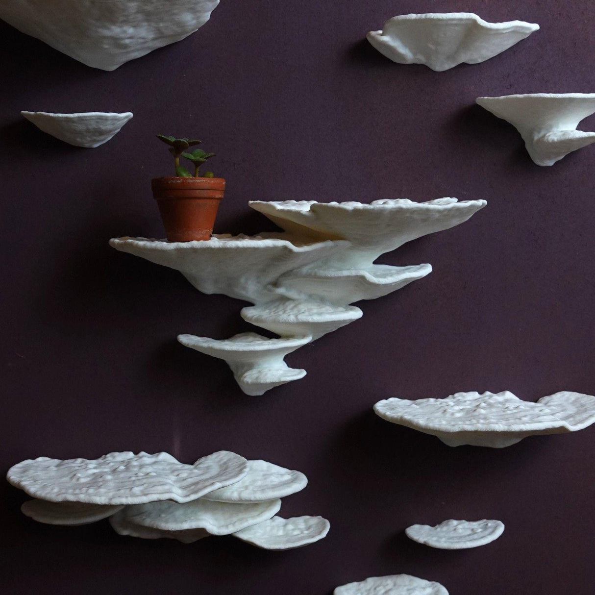 Gazzaladra Mushroom Shelf Trametes Pubescens