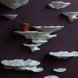 Gazzaladra Mushroom Shelf Trametes Pubescens