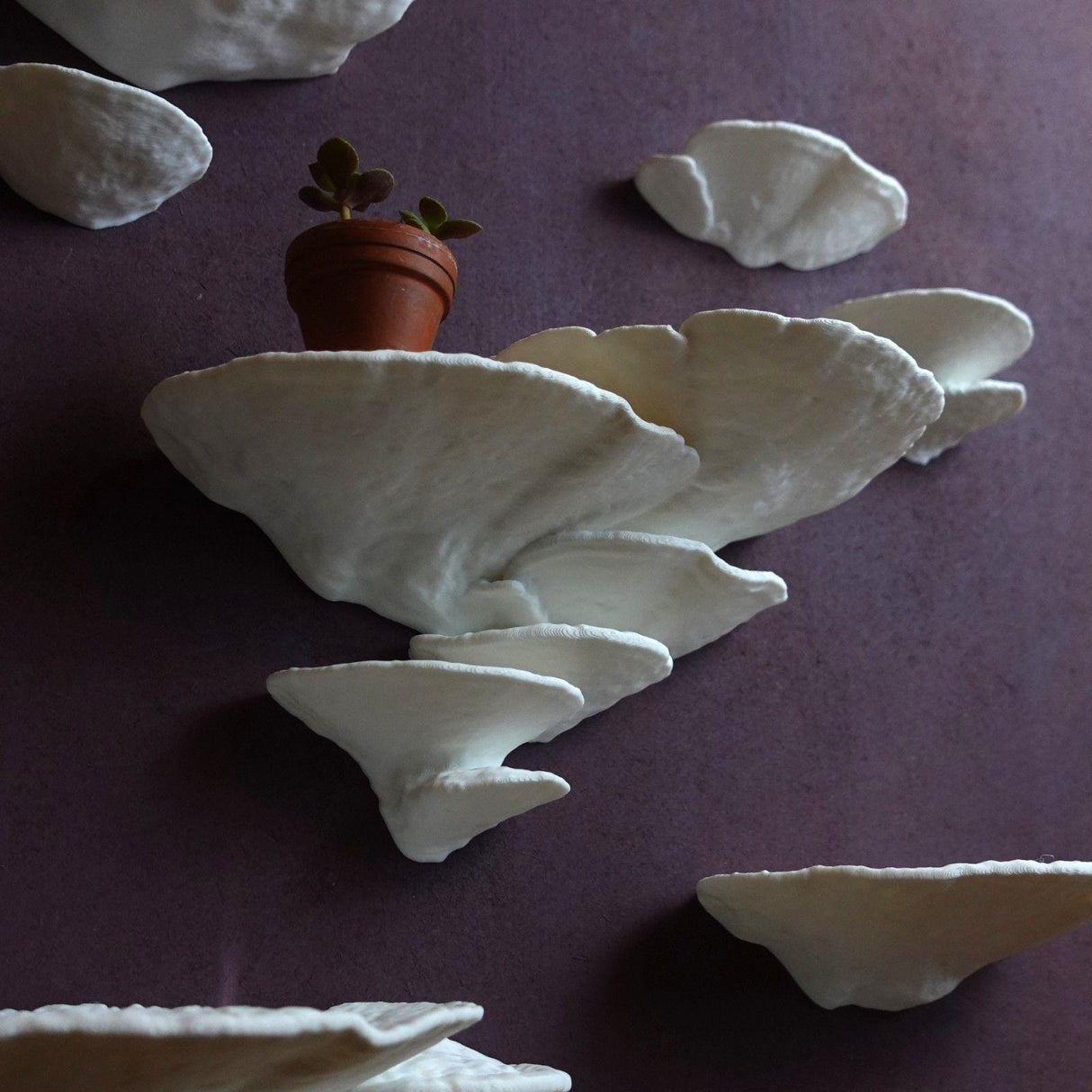 Gazzaladra Mushroom Shelf Trametes Pubescens