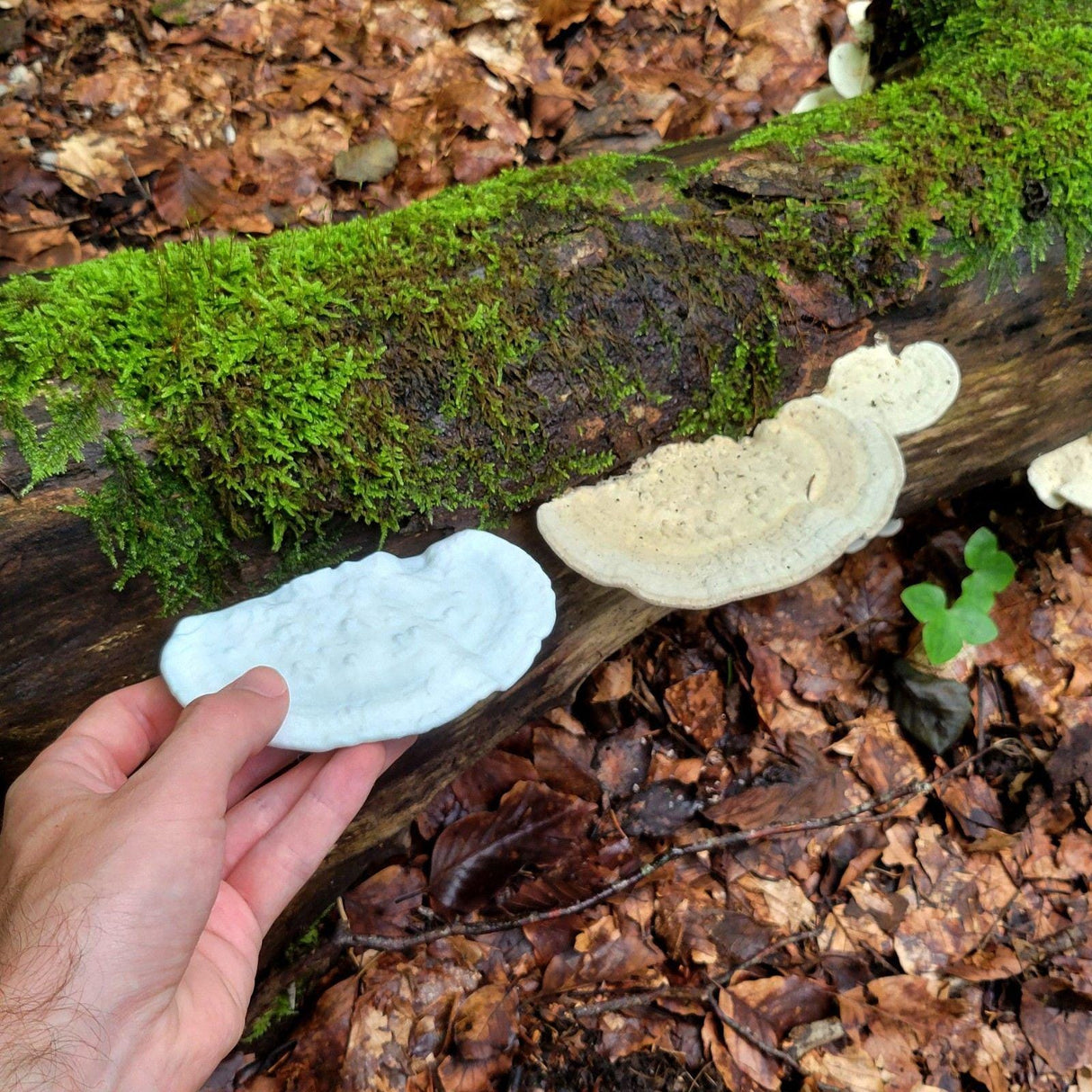 Gazzaladra Mushroom Shelf Trametes Pubescens