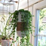 Gazzaladra Modern Wall Hanging Garden & Indoor Planter For Propagating Plant Cuttings In Water, Wall Hanging Plant Wall Decor, Home Decor