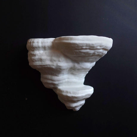 Gazzaladra Unique Wall shelf Interior Decor Fomentarius Fungus for Party, Living Room, Bedroom - LV3DPrinting