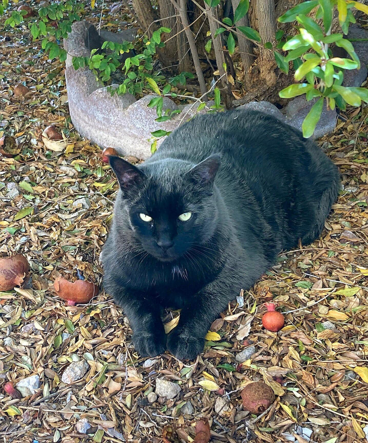 LV 3D Dog Memorial Night Light – Personalized Pet Remembrance Lamp | Custom Photo Lithophane | Pet Loss Gift | Sympathy Keepsake - LV3DPrinting