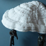 Gazzaladra Carnosum Fungus Magnetic Key Holder for Party, Living Room, Bedroom - LV3DPrinting