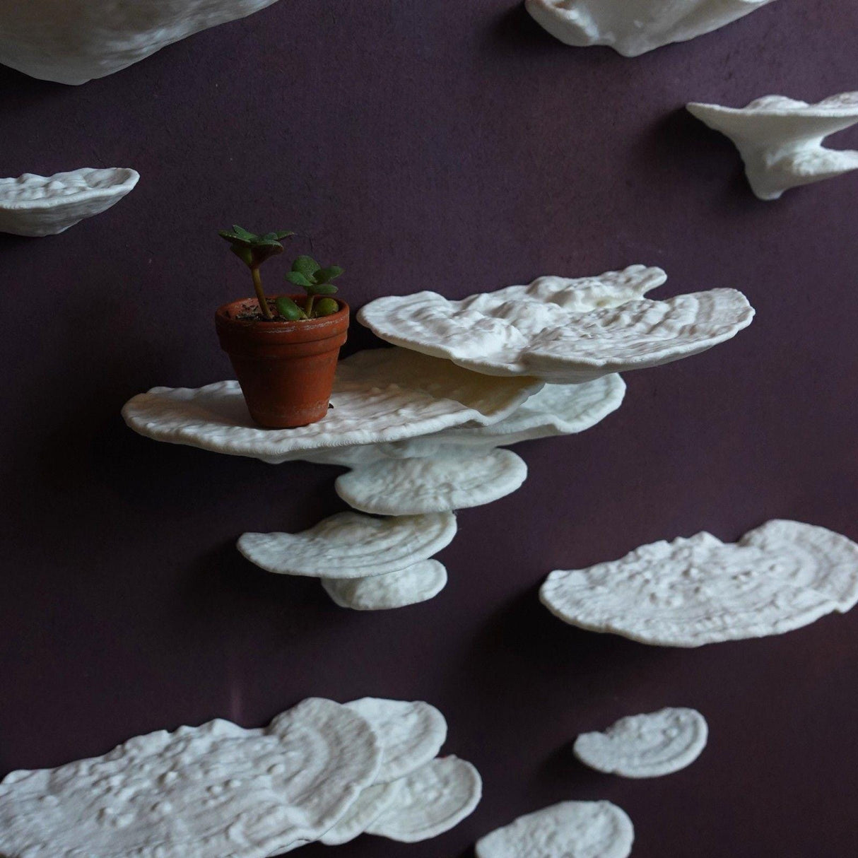 Gazzaladra Mushroom Shelf Trametes Pubescens - LV3DPrinting