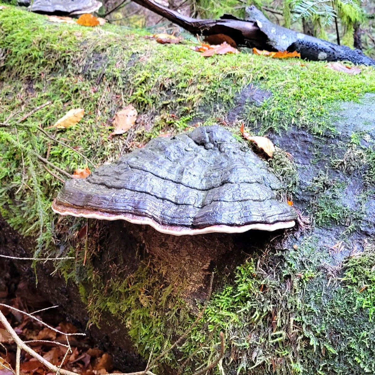 Gazzaladra Carnosum Fungus Magnetic Key Holder for Party, Living Room, Bedroom - LV3DPrinting