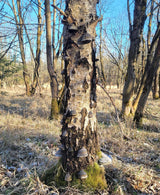 Gazzaladra Betula Pendula Tree Trunk Vase, Realistic Birch Vase with Tinder Mushrooms, Nature Inspired Sculptural Home Decor - LV3DPrinting