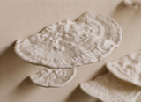 Gazzaladra Unique Wall shelf Interior Decor “Ostrea Fungus” for Party, Living Room, Bedroom