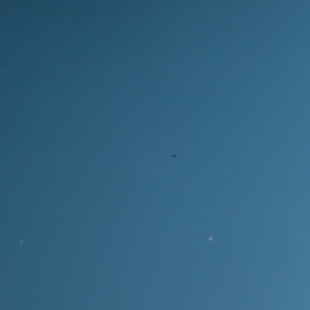 Gazzaladra Kitchen & Dining Reniformis Coral Bowl Decor | Tableware | Decorative Bowl